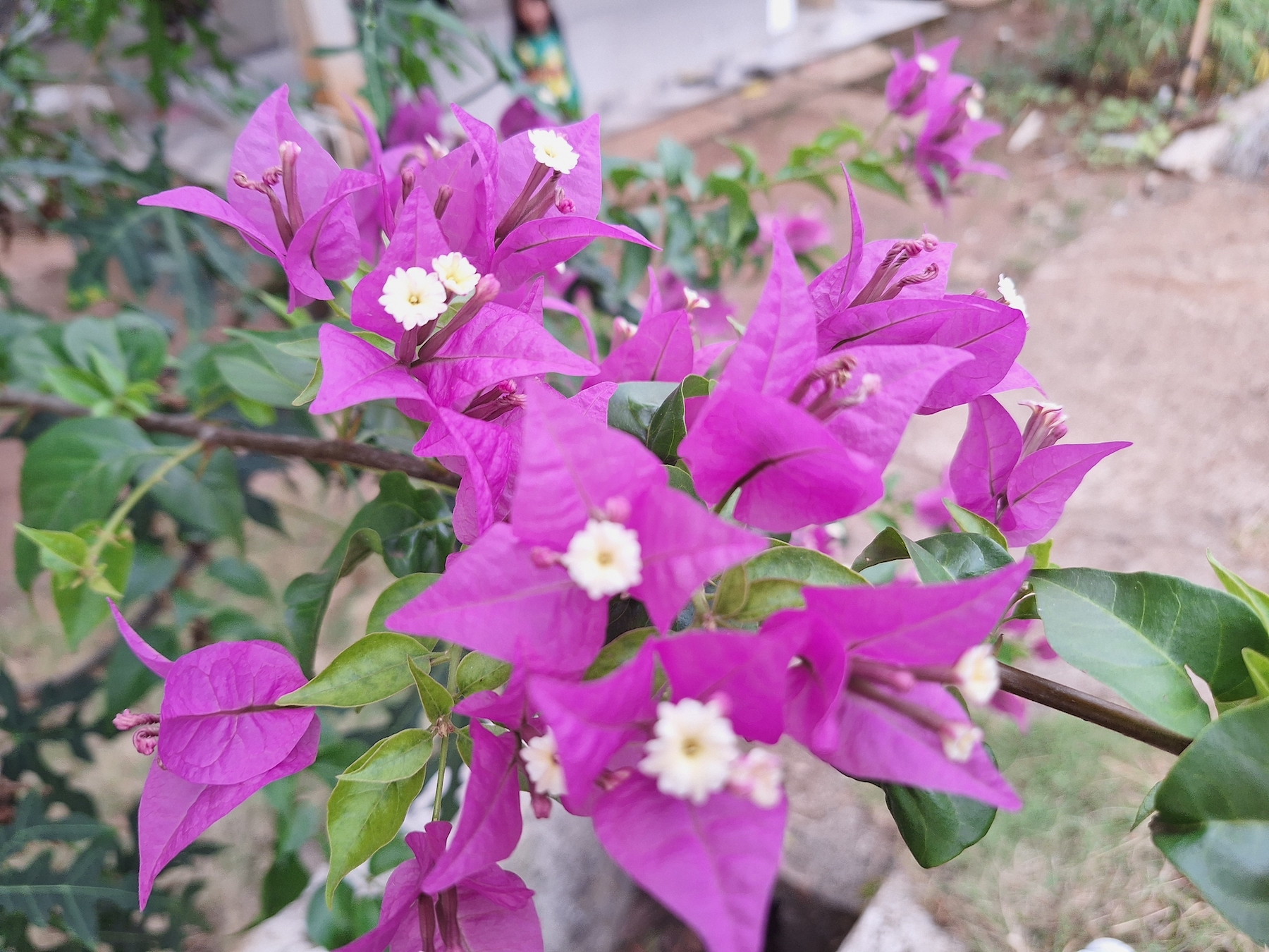 bougainvillea